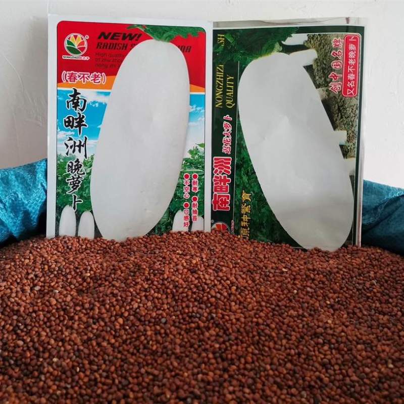 原种繁育南畔洲迟花晚大萝卜种子不空心秋冬阳台蔬菜种子