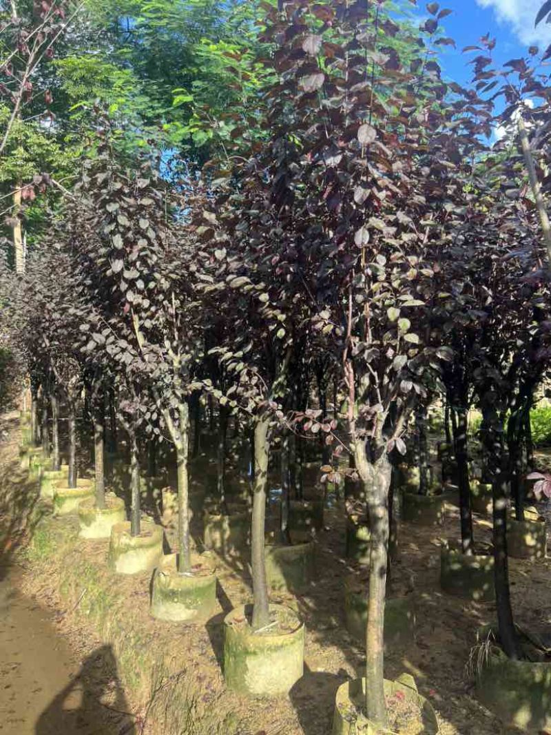 红叶李3-8分低价出售