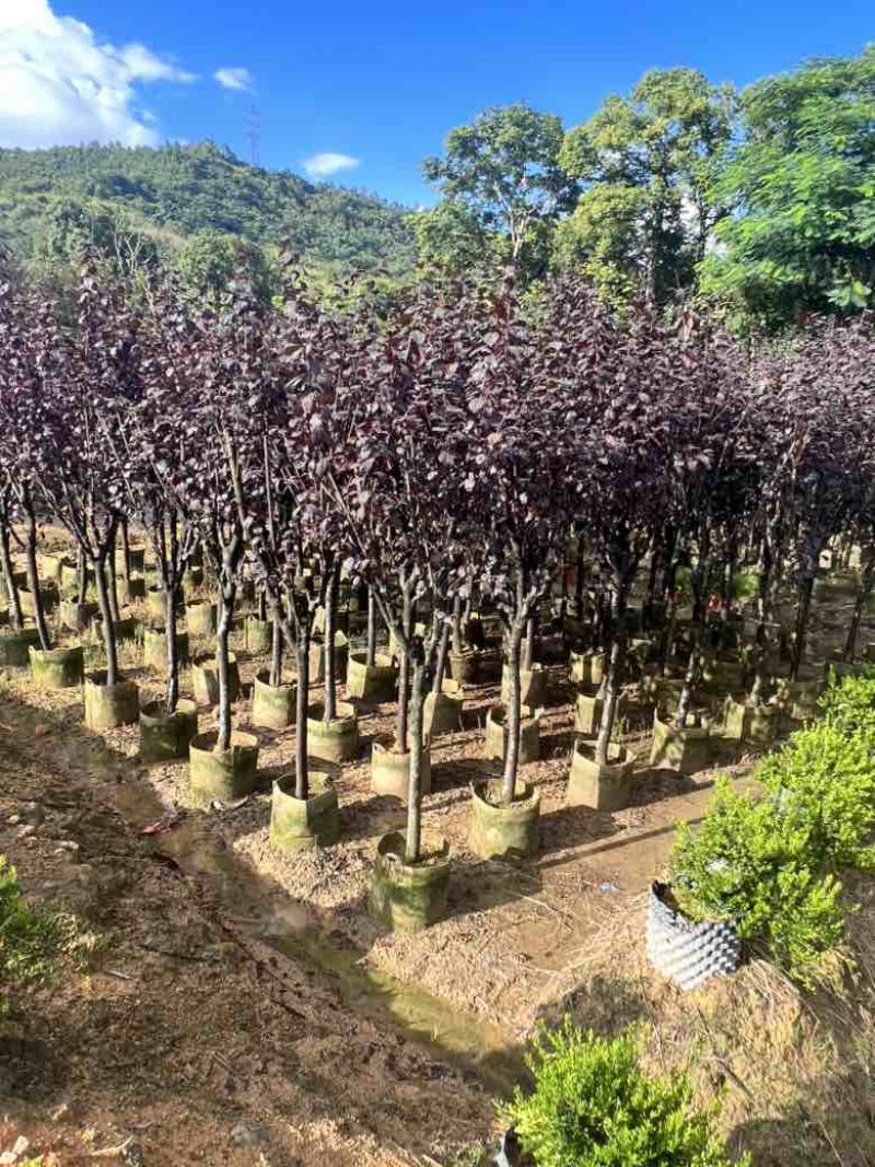 红叶李3-8分低价出售
