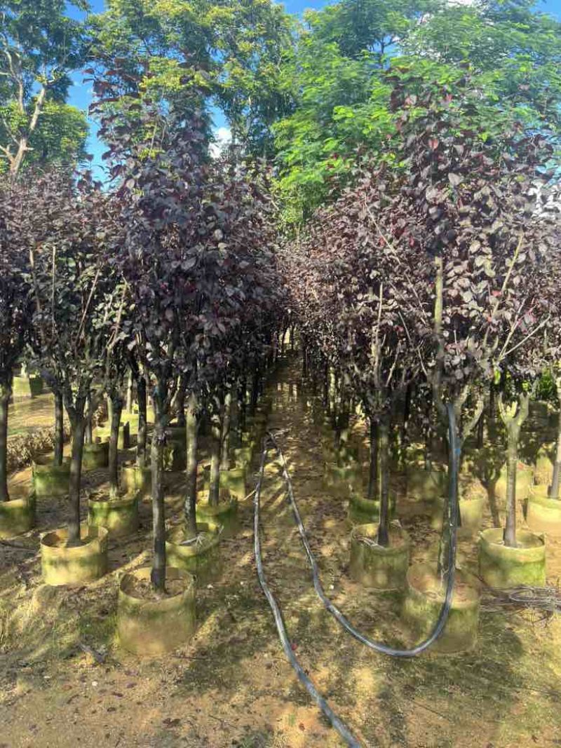 红叶李3-8分低价出售