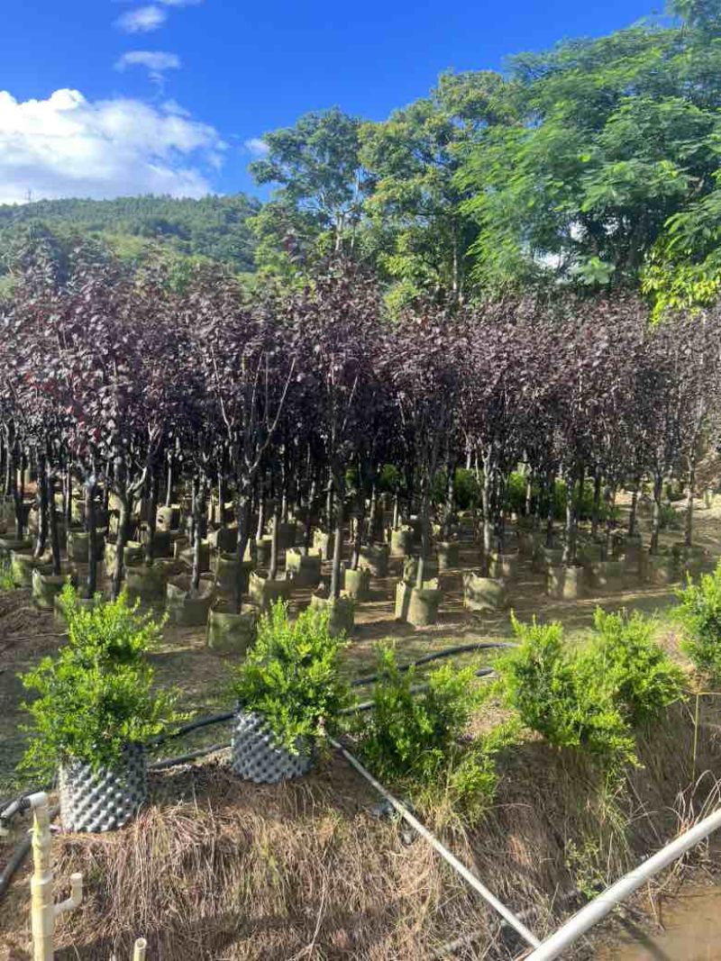 红叶李3-8分低价出售