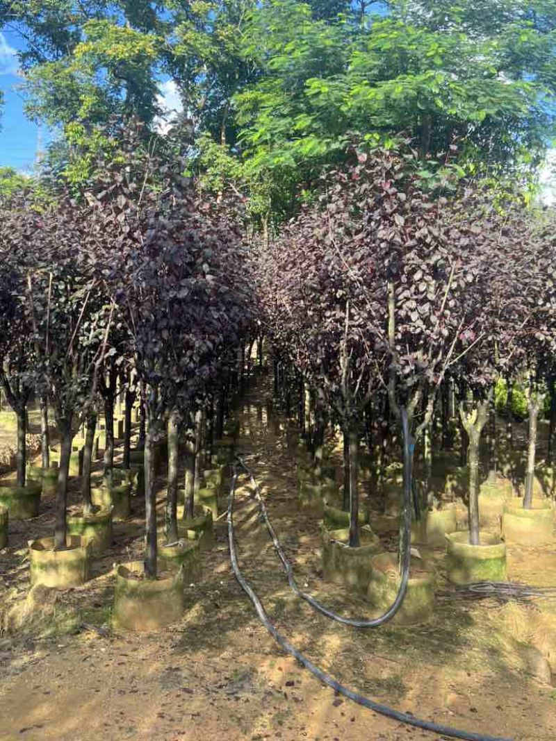 红叶李3-8分低价出售