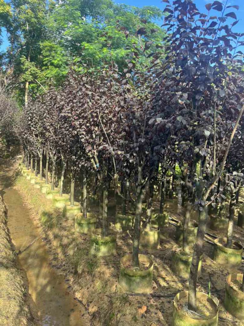 红叶李3-8分低价出售