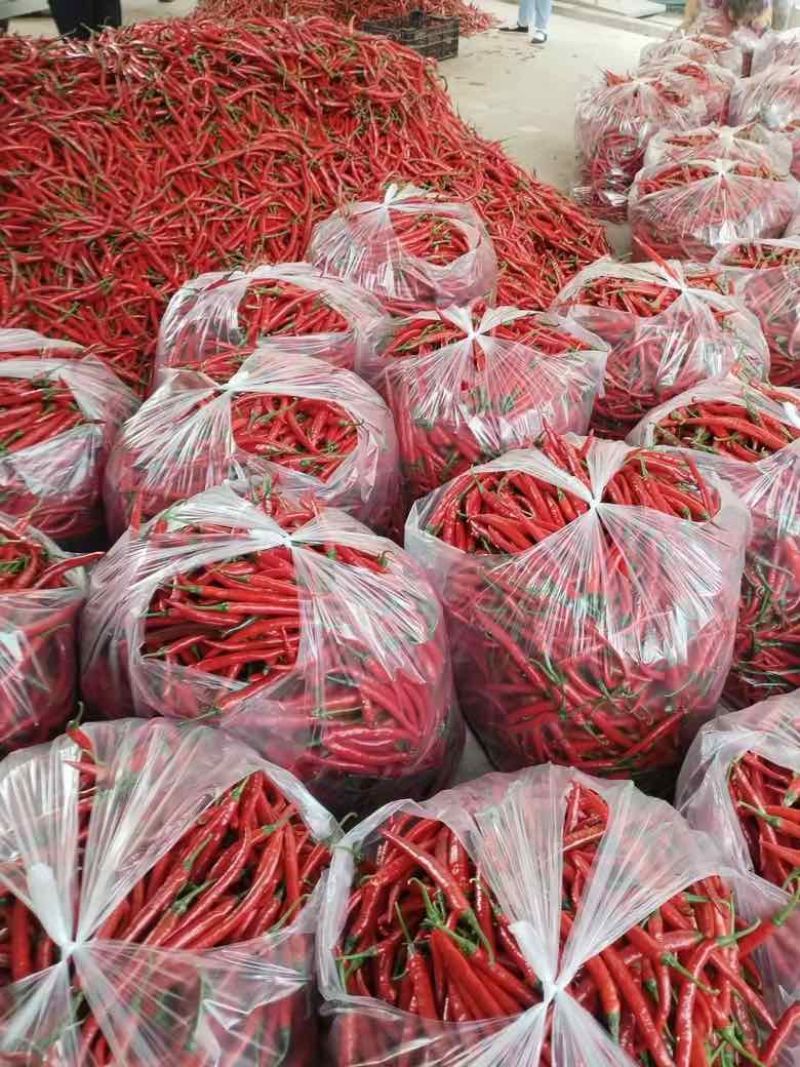红线椒精品市场货大量有货需要的老板看过来