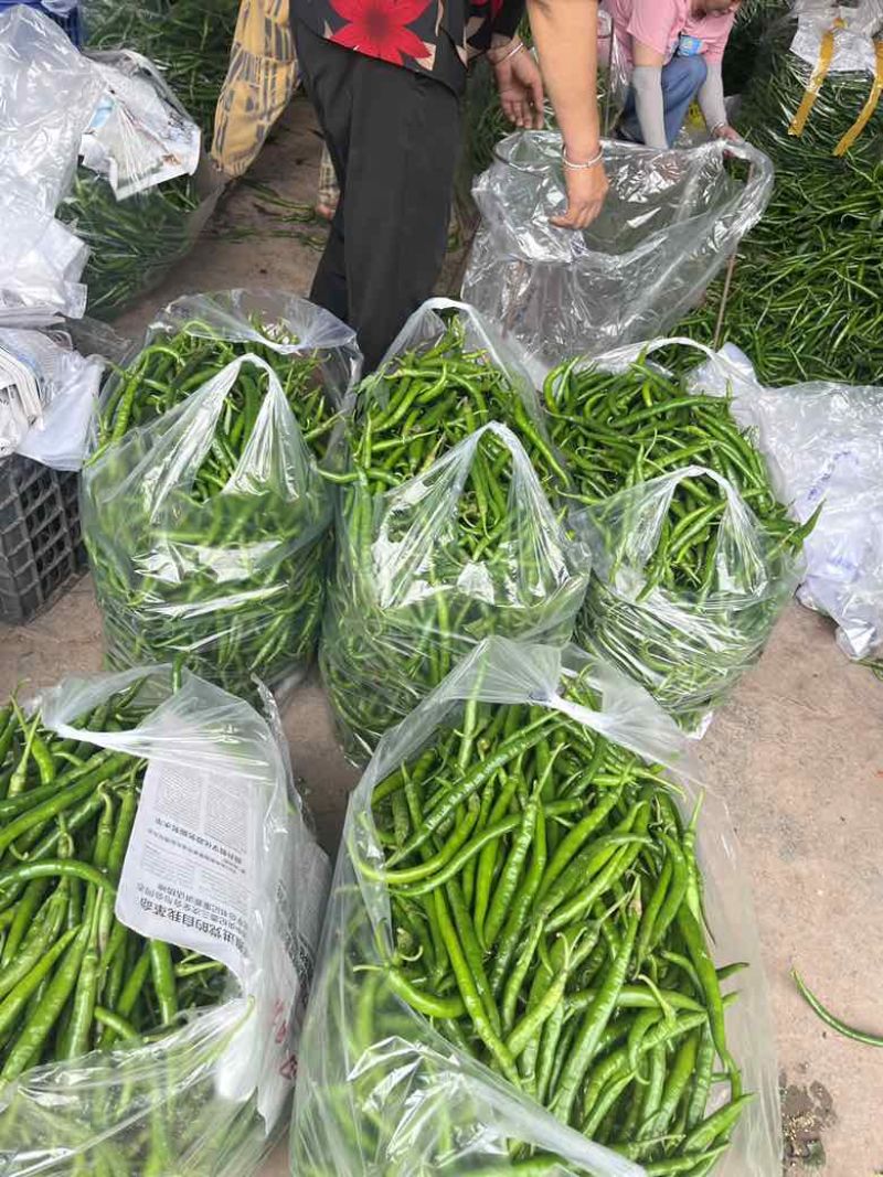 青线椒市场货大量有价格可聊需要的老板看过来