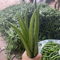青线椒市场货大量有价格可聊需要的老板看过来