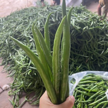 青线椒市场货大量有价格可聊需要的老板看过来