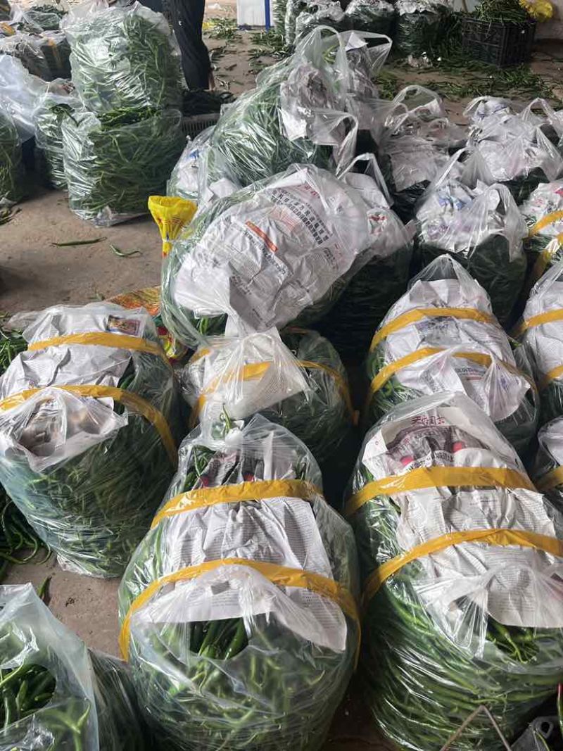 青线椒市场货大量有价格可聊需要的老板看过来