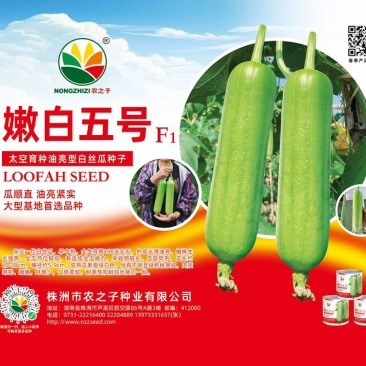 嫩白五号杂交一代油亮白关丝瓜神舟十五号太空育种基地专用