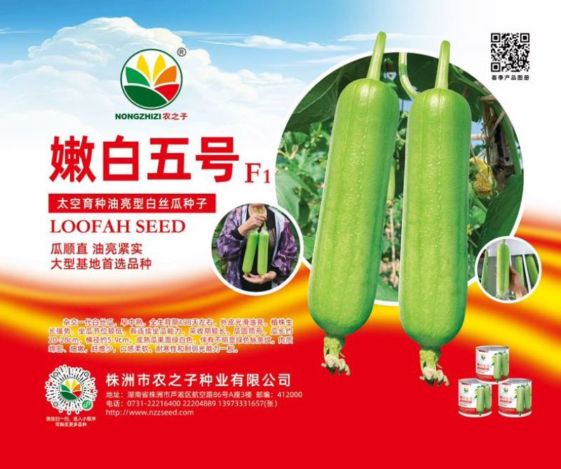 嫩白五号杂交一代油亮白关丝瓜神舟十五号太空育种基地专用