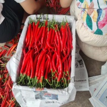 3号红线椒大量供应市场货一手货源需要的老板看过来