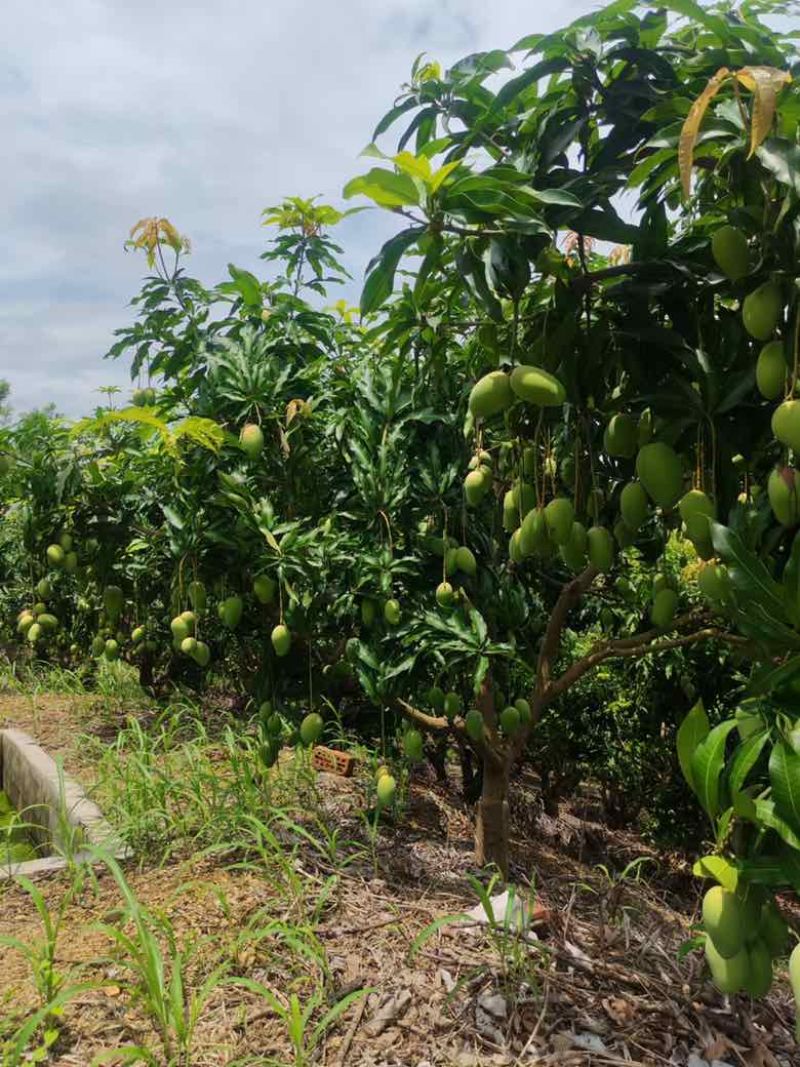 【一手货源】广西百色台农芒果，纯甜无酸，一件代发整车落地