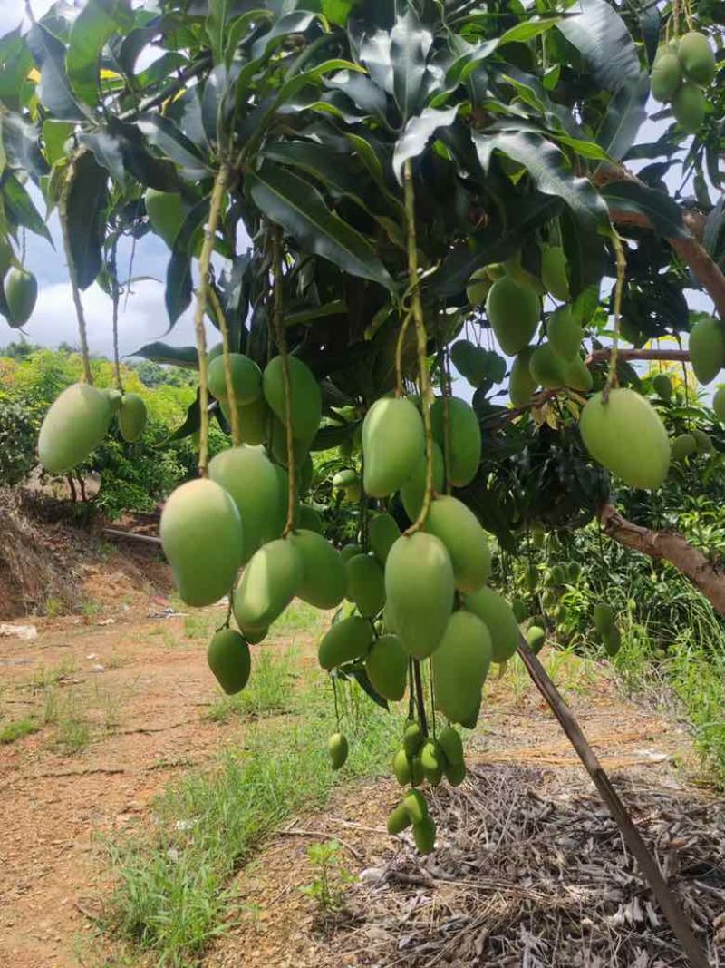 【一手货源】广西百色台农芒果，纯甜无酸，一件代发整车落地