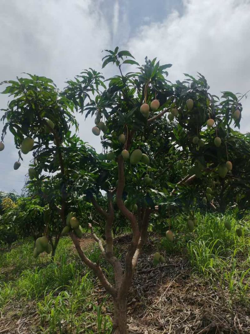 【一手货源】广西百色台农芒果，纯甜无酸，一件代发整车落地