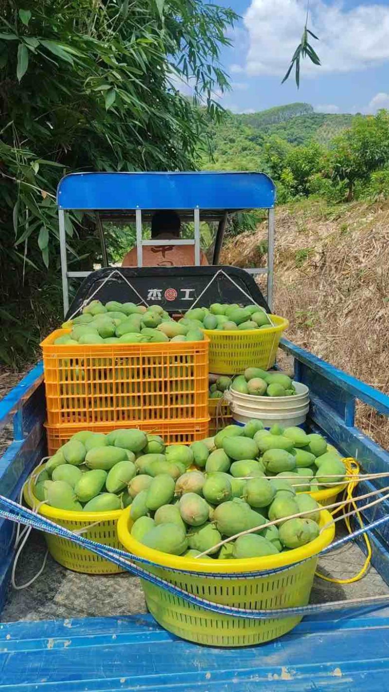 【一手货源】广西百色台农芒果，纯甜无酸，一件代发整车落地