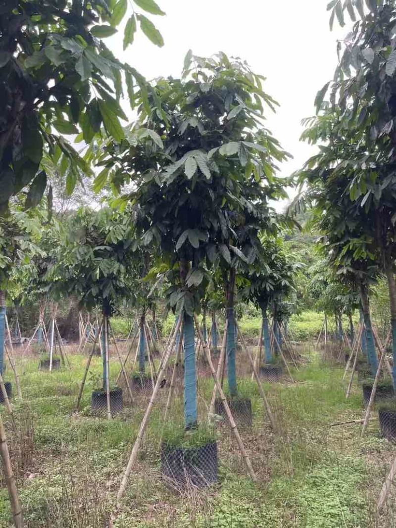 无忧树5～15公分基地直发大小规格齐全品质保证