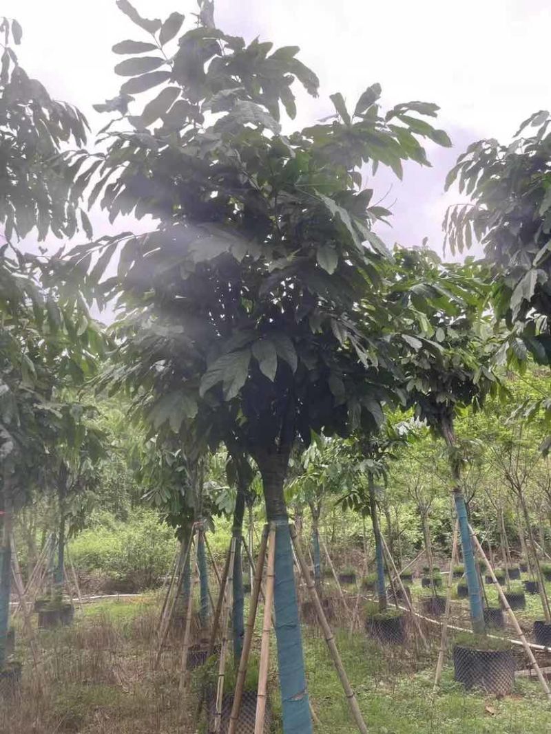 无忧树5～15公分基地直发大小规格齐全品质保证