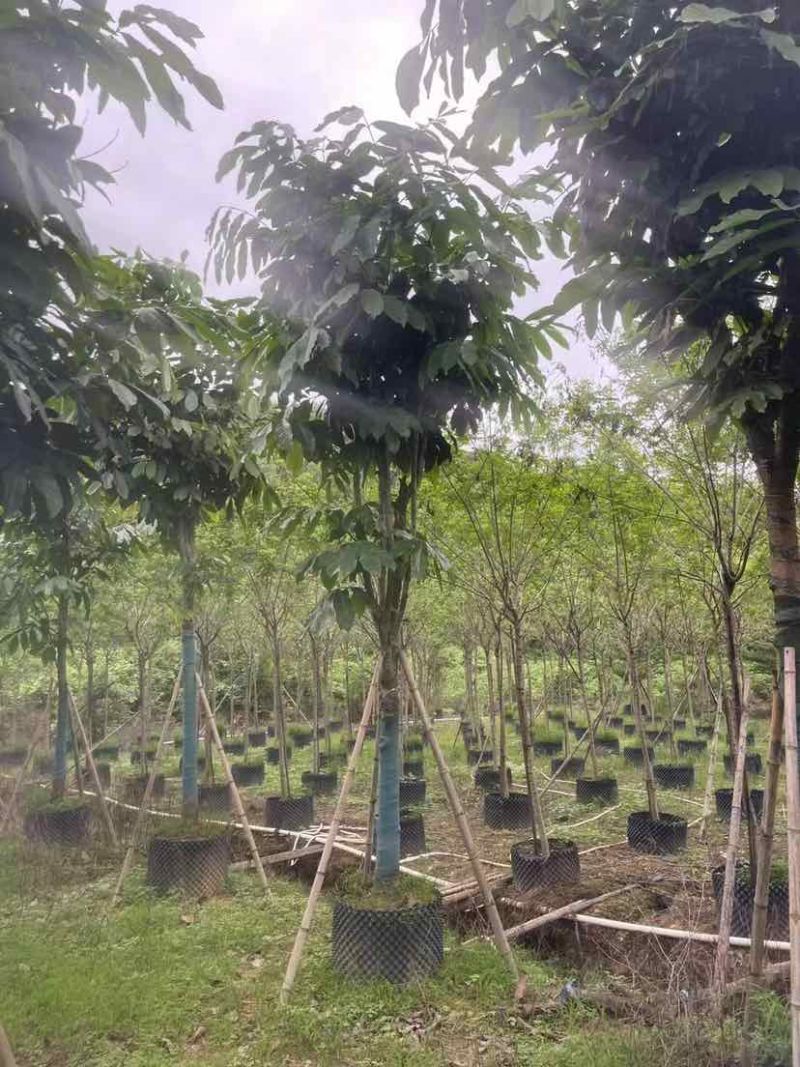 无忧树5～15公分基地直发大小规格齐全品质保证