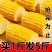 自己种的甜玉米