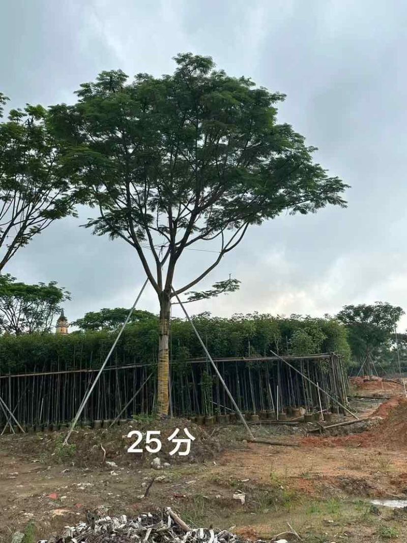 全冠红花楹树25～50公分基地直发大小规格齐全品质保证