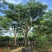 全冠红花楹树25～50公分基地直发大小规格齐全品质保证