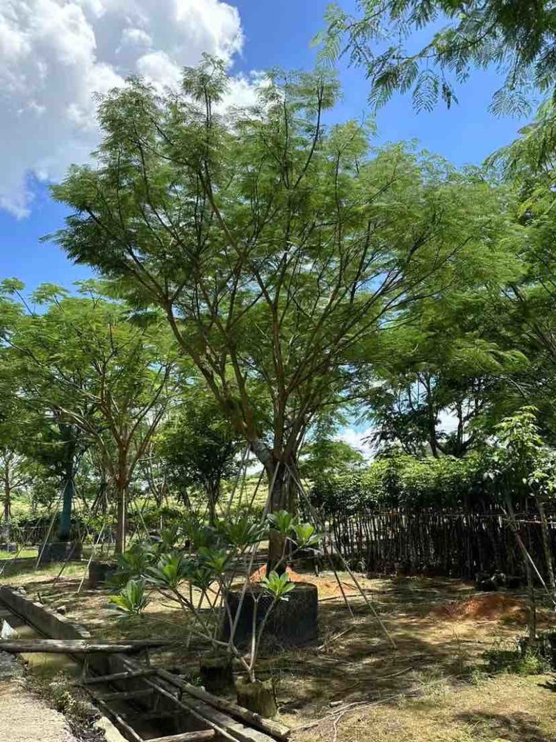 全冠红花楹树25～50公分基地直发大小规格齐全品质保证