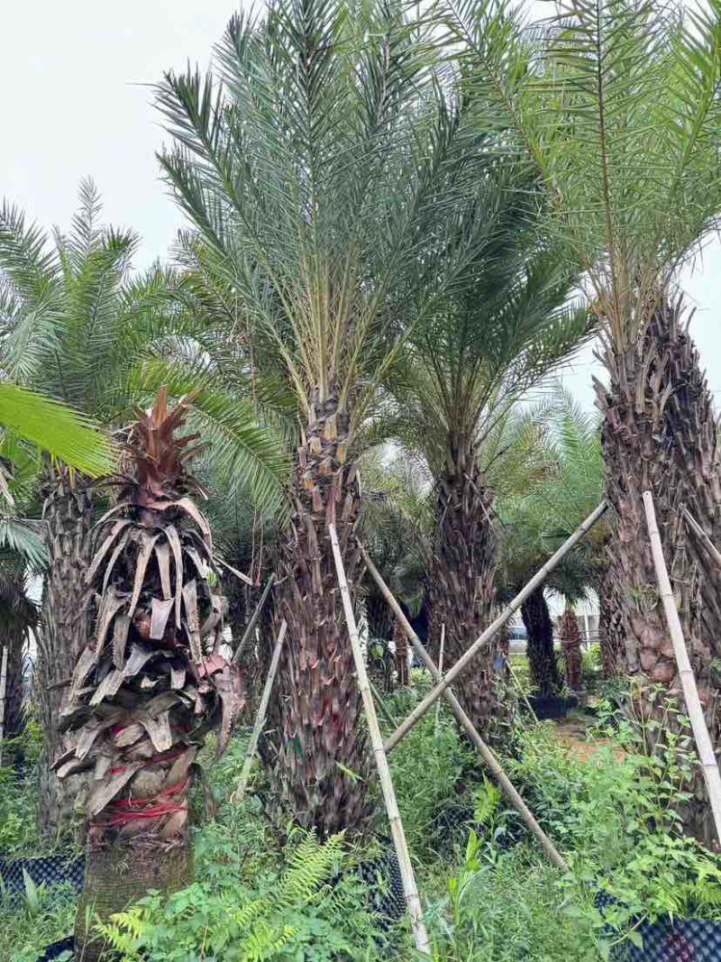 加拿利海枣基地直发大小规格齐全品质保证欢迎老板来电咨询