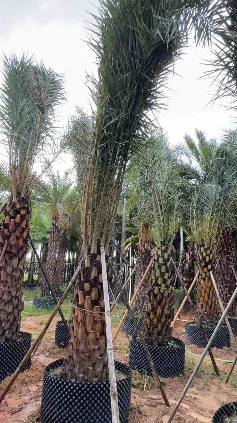 加拿利海枣基地直发大小规格齐全品质保证欢迎老板来电咨询