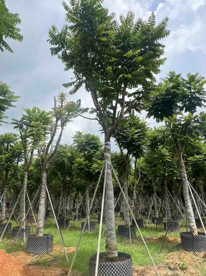 麻楝12～15公分基地直发大小规格齐全品质保证欢迎来电