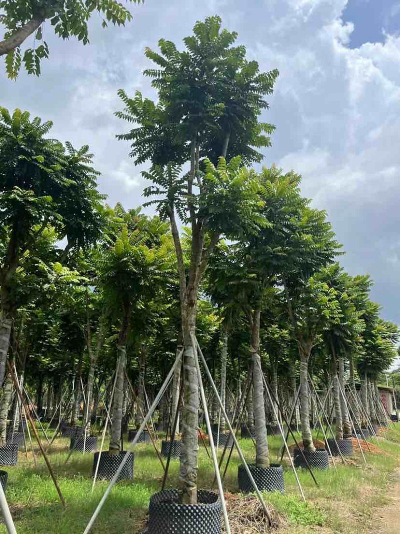 麻楝12～15公分基地直发大小规格齐全品质保证欢迎来电