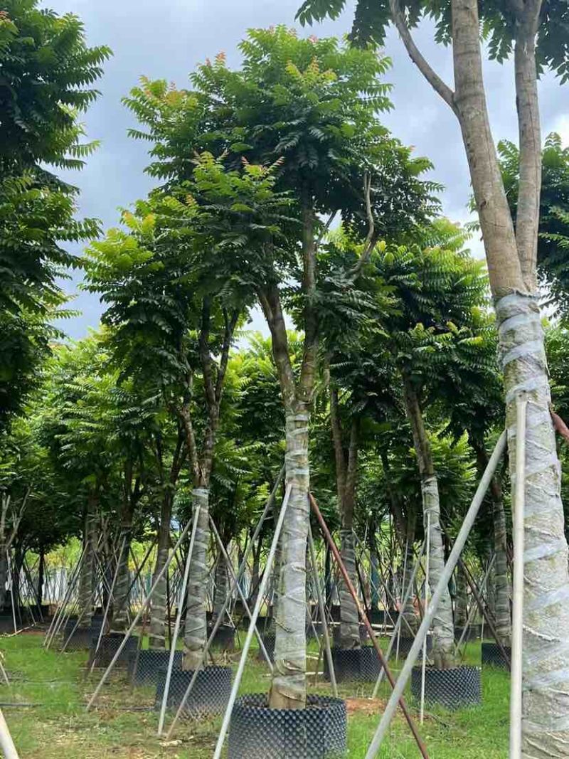 麻楝12～15公分基地直发大小规格齐全品质保证欢迎来电