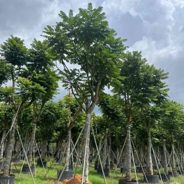 麻楝12～15公分基地直发大小规格齐全品质保证欢迎来电