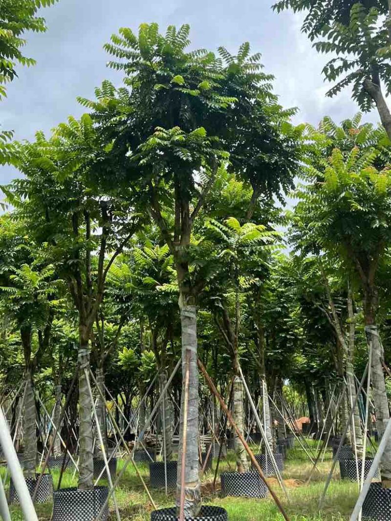 麻楝12～15公分基地直发大小规格齐全品质保证欢迎来电