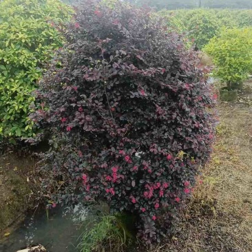 红花继木球50～1米高基地直发大小规格齐全品质保证
