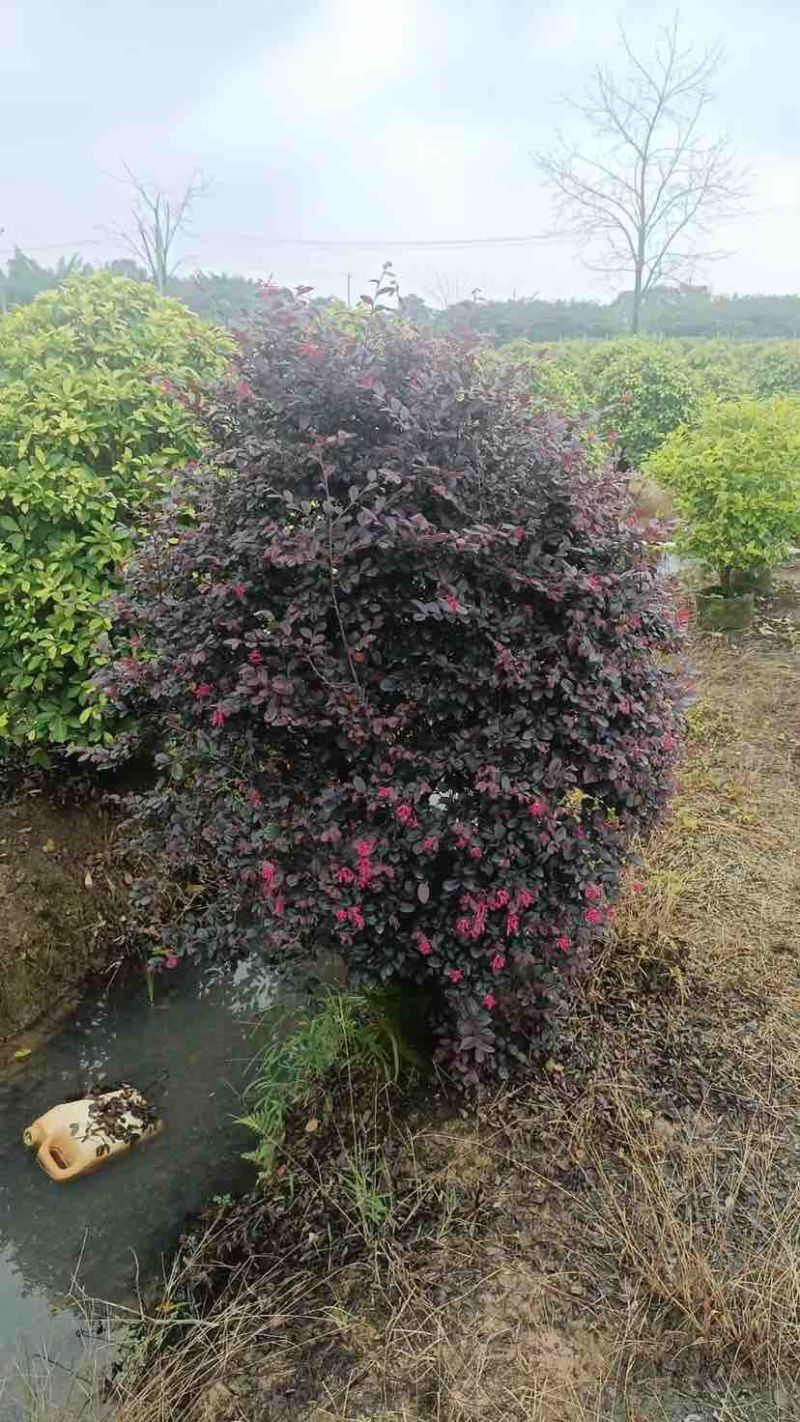 红花继木球50～1米高基地直发大小规格齐全品质保证