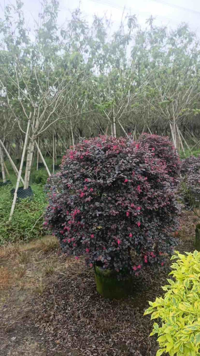 红花继木球50～1米高基地直发大小规格齐全品质保证
