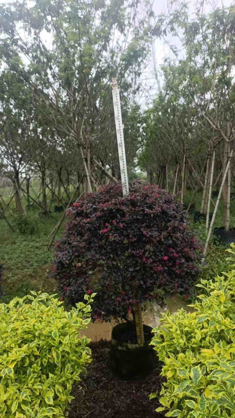 红花继木球50～1米高基地直发大小规格齐全品质保证