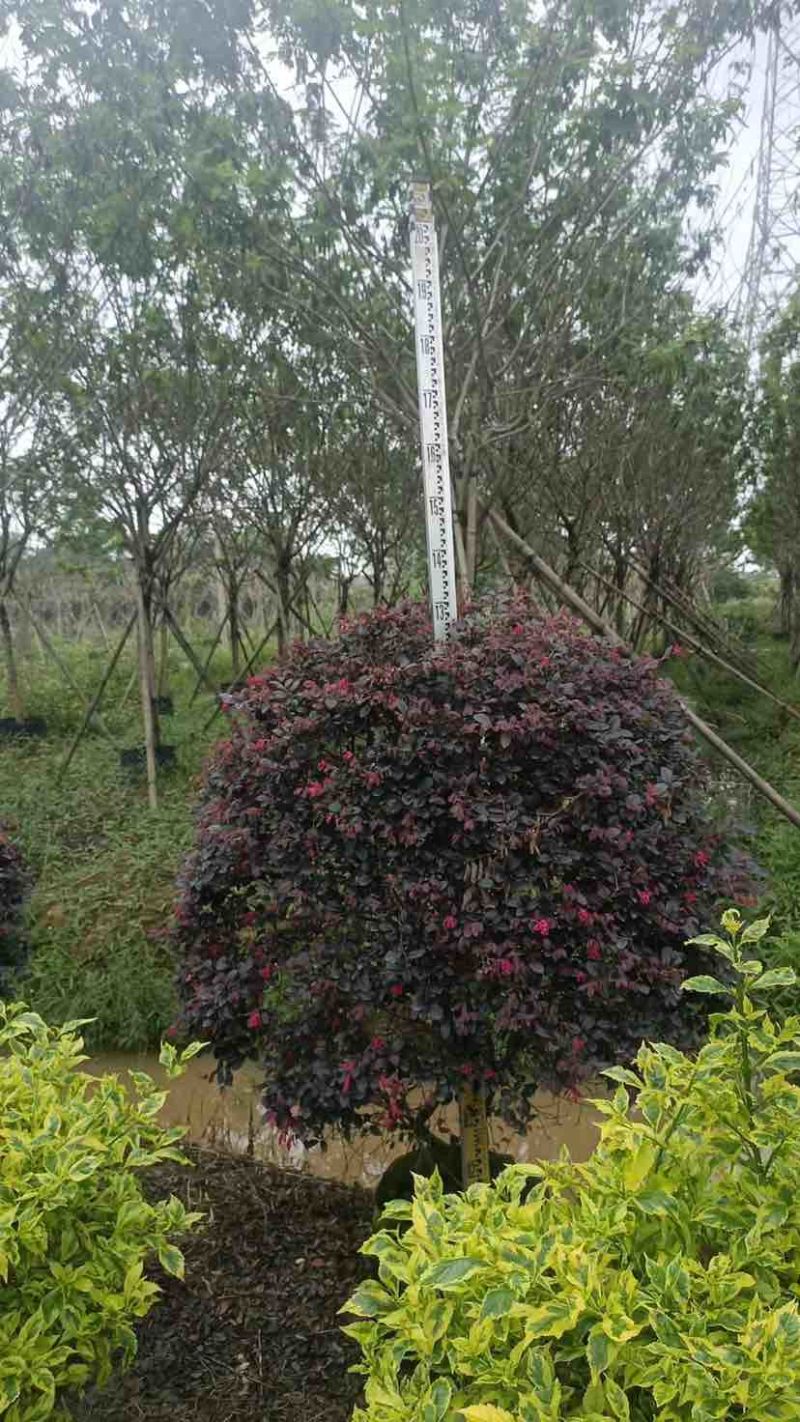 红花继木球50～1米高基地直发大小规格齐全品质保证