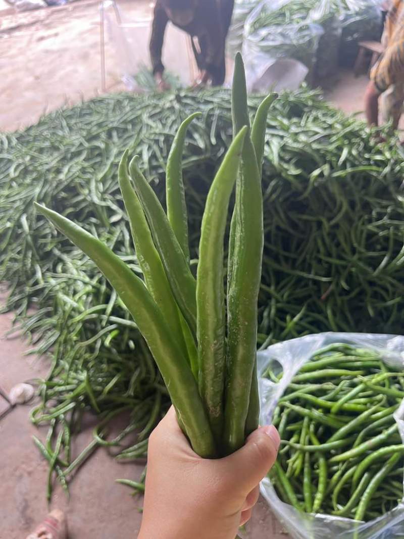 3号青线椒大量供应市场质量三包要得看过来