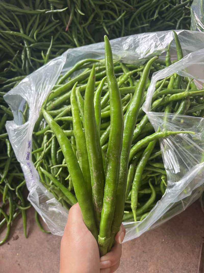 3号青线椒大量供应市场质量三包要得看过来