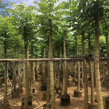 截杆火焰木3～15公分基地直发大小规格齐全品质保证