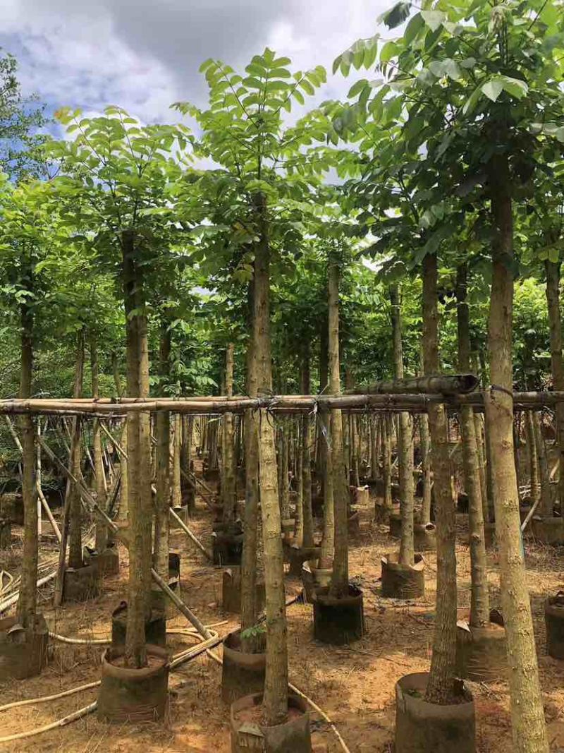 截杆火焰木3～15公分基地直发大小规格齐全品质保证