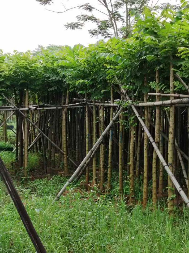截杆火焰木3～15公分基地直发大小规格齐全品质保证