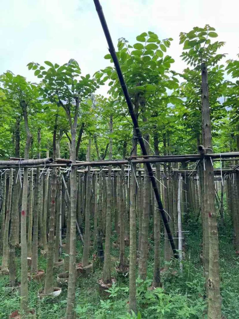 截杆火焰木3～15公分基地直发大小规格齐全品质保证