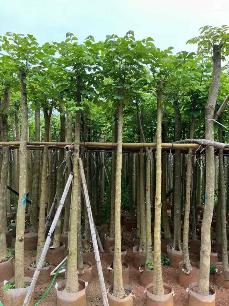截杆火焰木3～15公分基地直发大小规格齐全品质保证