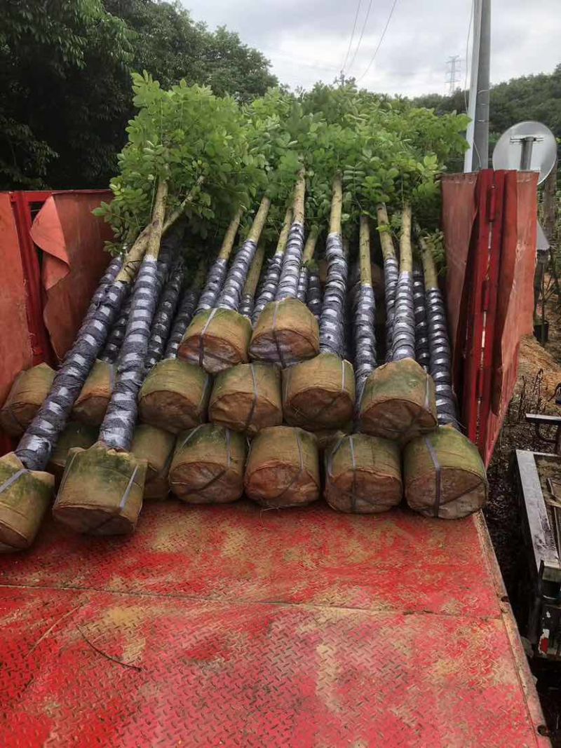 截杆火焰木3～15公分基地直发大小规格齐全品质保证