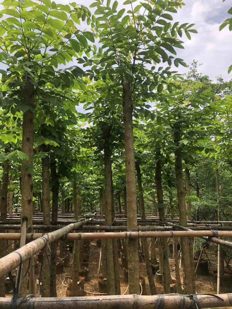 截杆火焰木3～15公分基地直发大小规格齐全品质保证