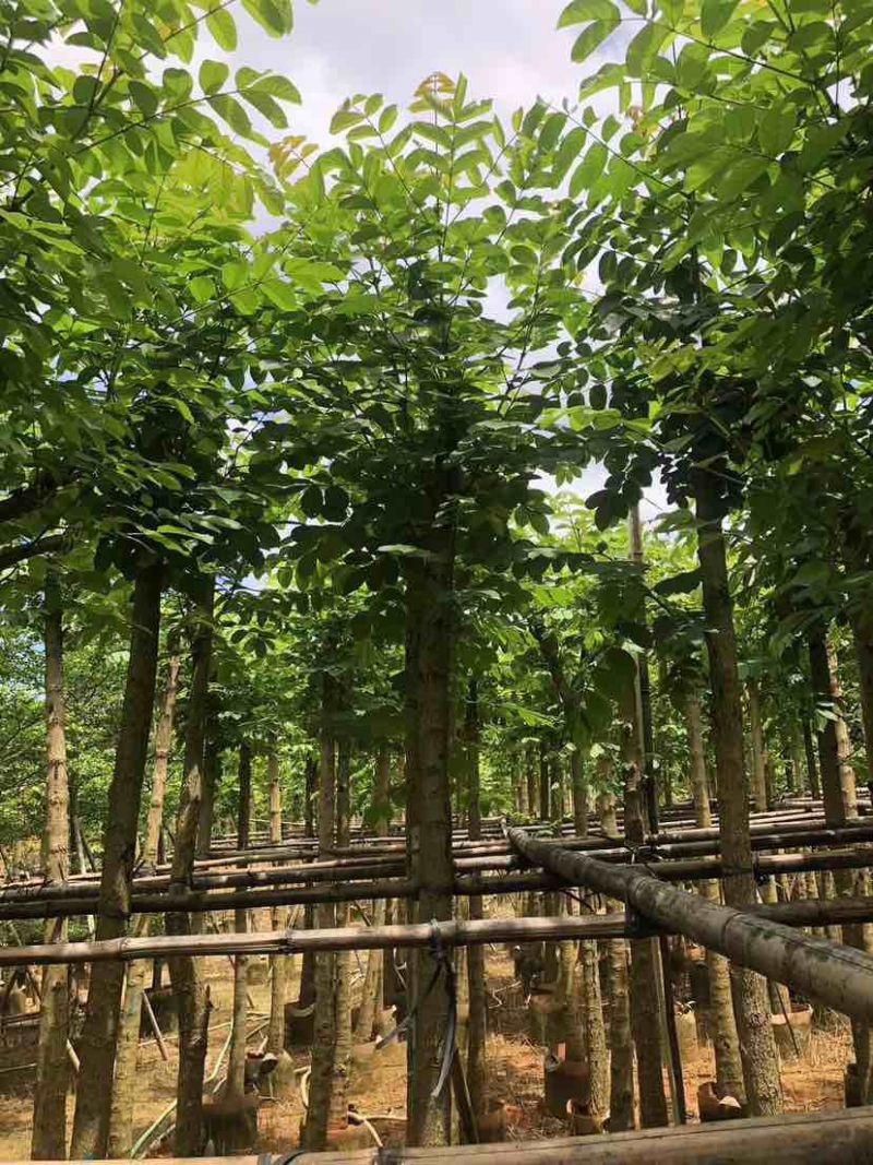 截杆火焰木3～15公分基地直发大小规格齐全品质保证