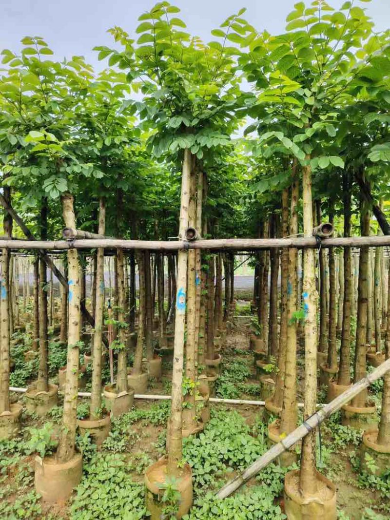 截杆火焰木3～15公分基地直发大小规格齐全品质保证