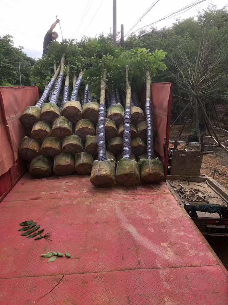 截杆火焰木3～15公分基地直发大小规格齐全品质保证